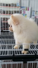 Cream Tiny Female Pomeranian P18 - Pomeranian Dog