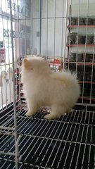 Cream Tiny Female Pomeranian P18 - Pomeranian Dog