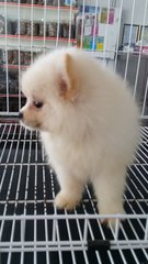 Cream Tiny Female Pomeranian P18 - Pomeranian Dog