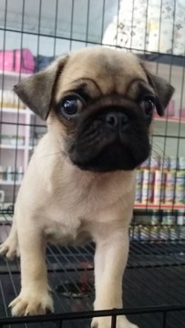 Fawn Male Pug Puppy P3 - Pug Dog