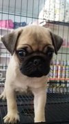 Fawn Male Pug Puppy P3 - Pug Dog