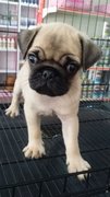 Fawn Male Pug Puppy P3 - Pug Dog