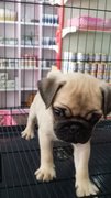 Fawn Male Pug Puppy P3 - Pug Dog