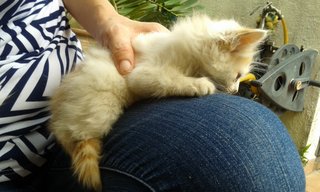 Fur Ball - Calico Cat