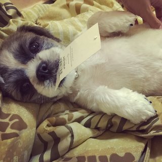 Dou Dou - Shih Tzu Dog