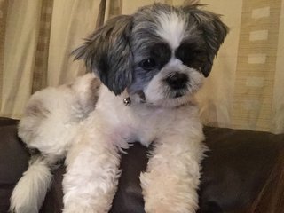 Dou Dou - Shih Tzu Dog