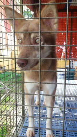 Adam &amp; Eve - Husky Mix Dog