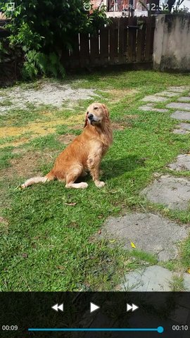 Bruno - Golden Retriever Dog