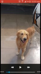 Bruno - Golden Retriever Dog