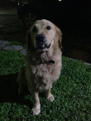 Bruno - Golden Retriever Dog