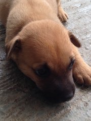 Cheeky - Mixed Breed Dog