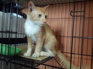 Jinga - Domestic Medium Hair Cat