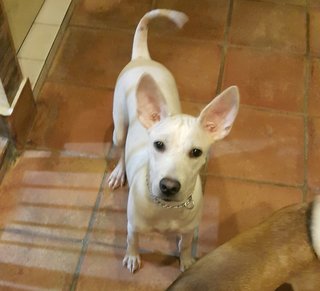 Sheni Adopted - Mixed Breed Dog