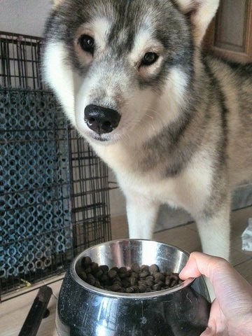 Malamute (Sri Gombak) - Alaskan Malamute Dog