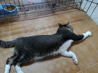 Fat Boy - Domestic Medium Hair Cat