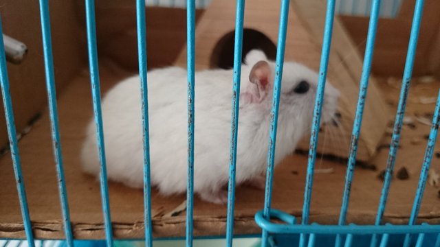 Winter Dwarf Hamster - Short Dwarf Hamster Hamster