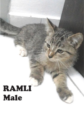 Ramli - Domestic Short Hair + Bengal Cat