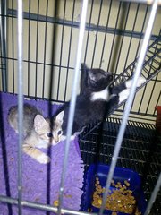 Butterscotch and Oreo playing