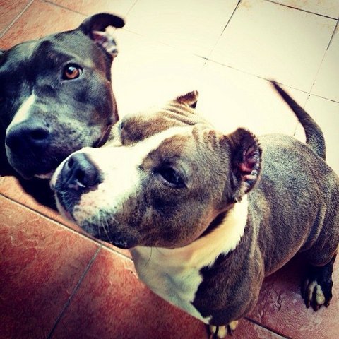 Bella And Blue - Pit Bull Terrier Dog