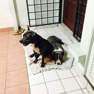 Bella And Blue - Pit Bull Terrier Dog