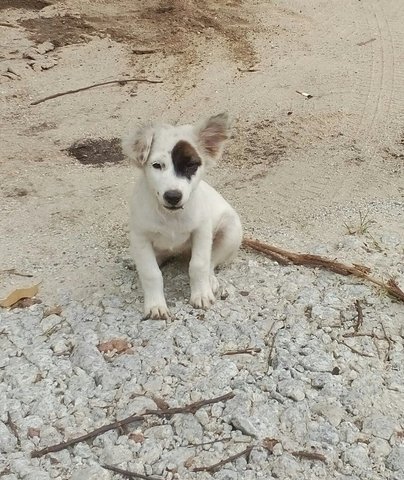 One Eyed Jill - Mixed Breed Dog