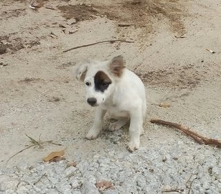 One Eyed Jill - Mixed Breed Dog