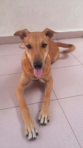 Brown Puppy - Mixed Breed Dog