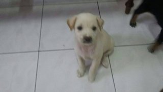 White Puppy - Mixed Breed Dog