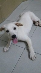 White Puppy - Mixed Breed Dog