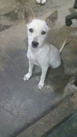 White Puppy(3 Months) - Mixed Breed Dog