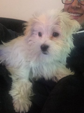 Puppy - Maltese + Poodle Dog