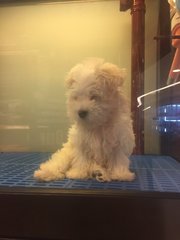 Puppy - Maltese + Poodle Dog