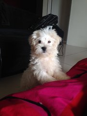 Puppy - Maltese + Poodle Dog