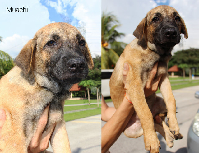 Muachi,kimchi And Hachi Need Home - Mixed Breed Dog