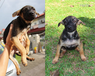 Muachi,kimchi And Hachi Need Home - Mixed Breed Dog