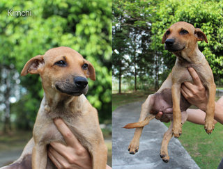 Muachi,kimchi And Hachi Need Home - Mixed Breed Dog