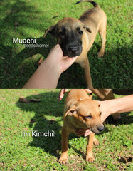 Muachi,kimchi And Hachi Need Home - Mixed Breed Dog