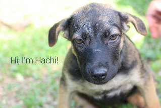 Muachi,kimchi And Hachi Need Home - Mixed Breed Dog