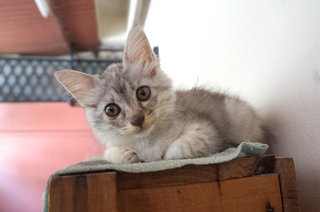 Gray-gray - Domestic Long Hair Cat