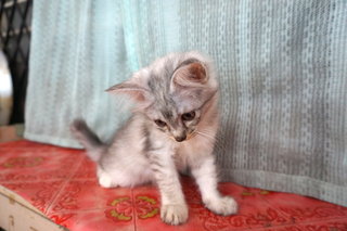 Gray-gray - Domestic Long Hair Cat