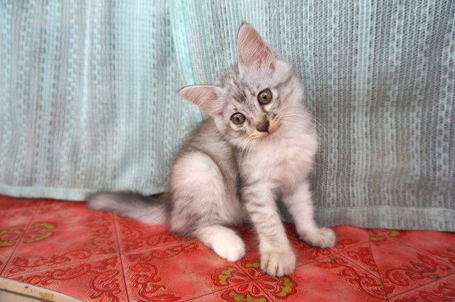 Gray-gray - Domestic Long Hair Cat