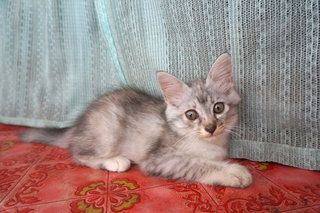 Gray-gray - Domestic Long Hair Cat