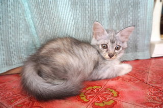 Gray-gray - Domestic Long Hair Cat