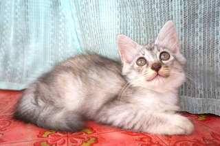 Gray-gray - Domestic Long Hair Cat