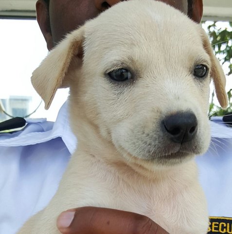 Milky - Mixed Breed Dog