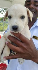 Milky - Mixed Breed Dog