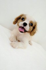 Cavalier King Charles Spaniel - Cavalier King Charles Spaniel Dog