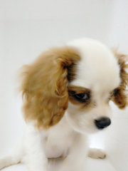 Cavalier King Charles Spaniel - Cavalier King Charles Spaniel Dog