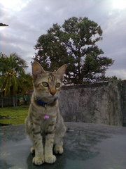 Sandy, from Kat's third litter, taken about a year ago