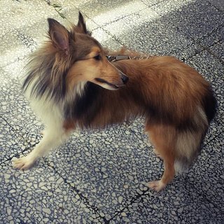 Pippin - Shetland Sheepdog Sheltie Dog